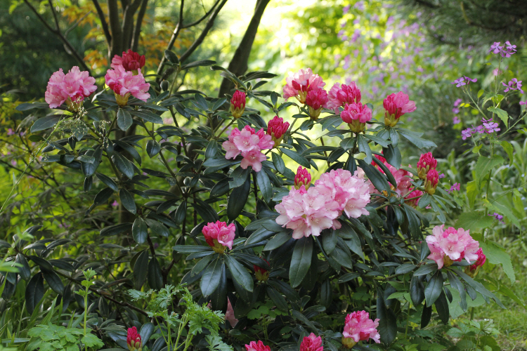spring_6877.JPG