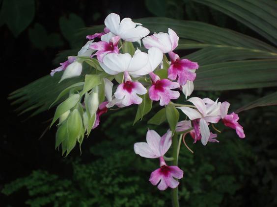 arboletum 2011 feb 022.jpg