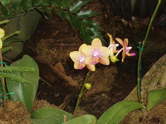arboletum 2011 feb 023.jpg