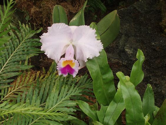arboletum 2011 feb 025.jpg