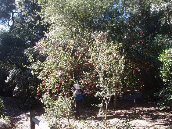 arboletum 2011 feb 037.jpg