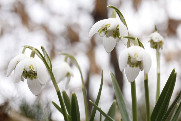 Schneegloeckchen 2.jpg