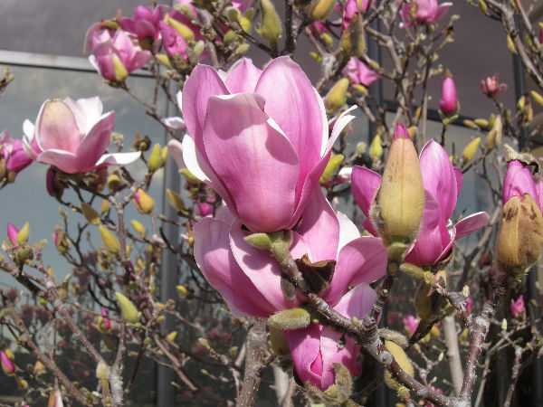 자목련 1-24-2011.jpg