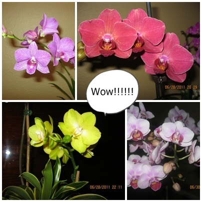 Orchid.jpg