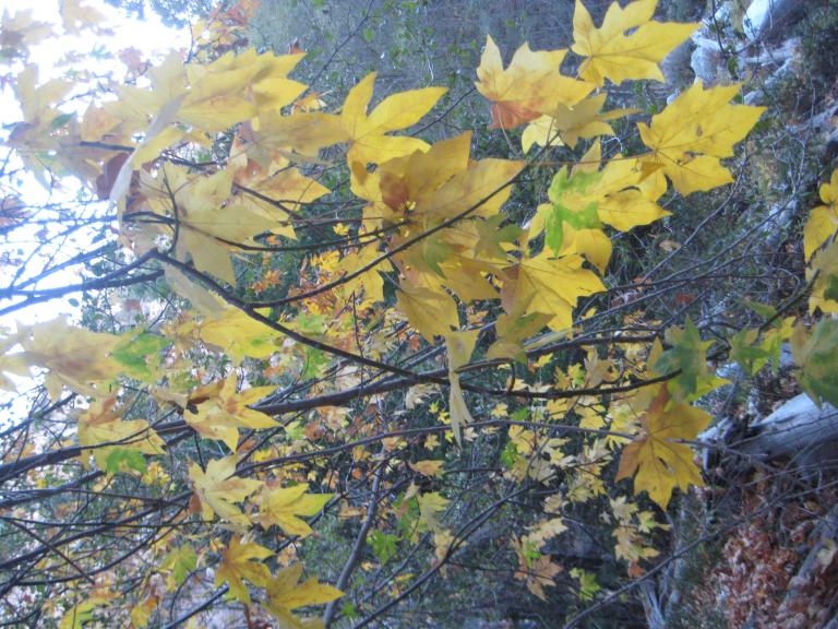 IMG_9263.JPG