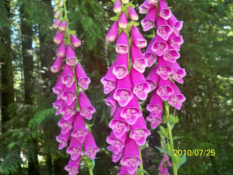 100_1618.JPG