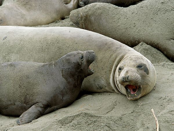 northern-elephant-seal_644_600x450.jpg