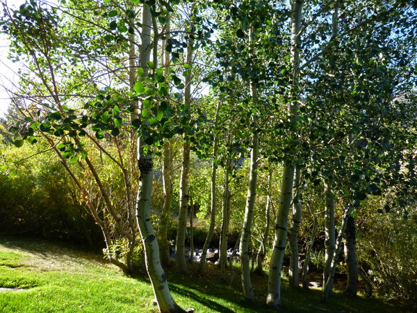P1000036.JPG