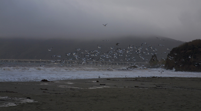 beach29_seagull.jpg