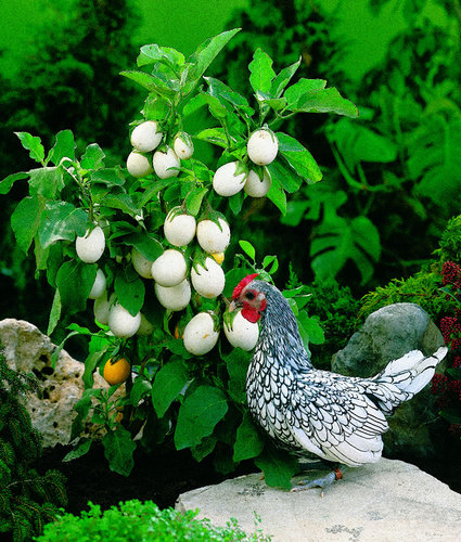 Eggplant_EasterEggPlant_ParkSeed.jpg