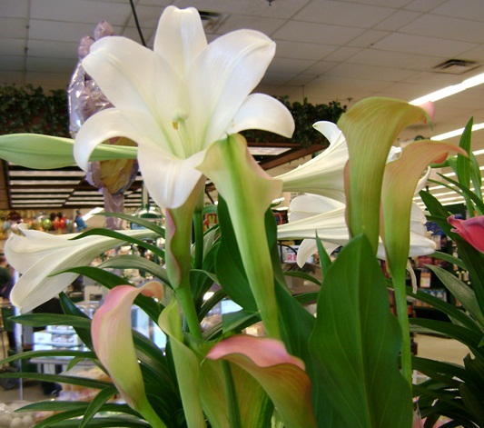 e-DSC03376.JPG