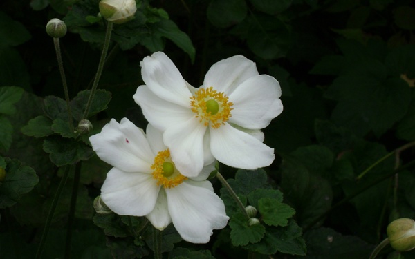a-DSC01684.JPG