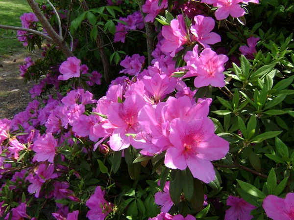 a-DSC03837.JPG