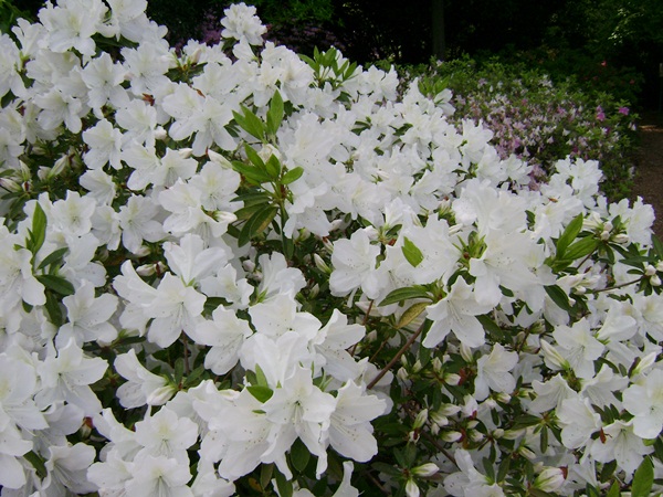 a-DSC03862.JPG