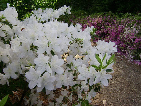 a-DSC03864.JPG