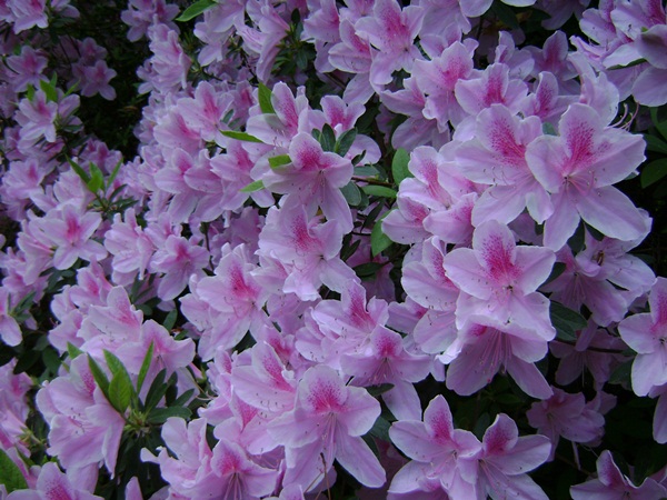 a-DSC03868.JPG