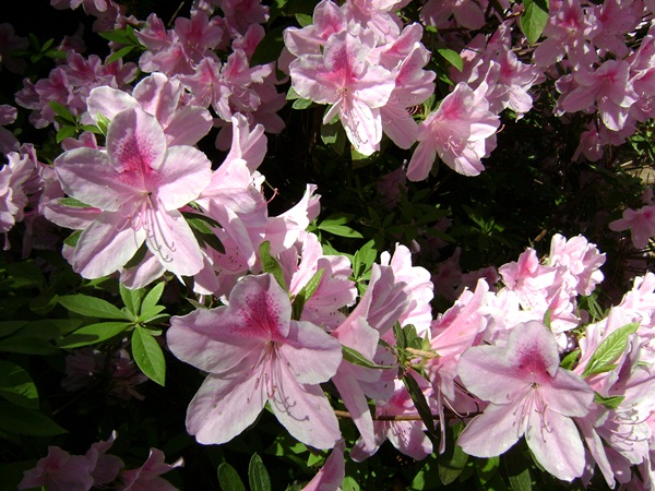 a-DSC03870.JPG