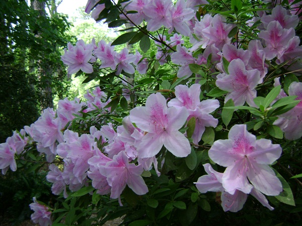 a-DSC03878.JPG