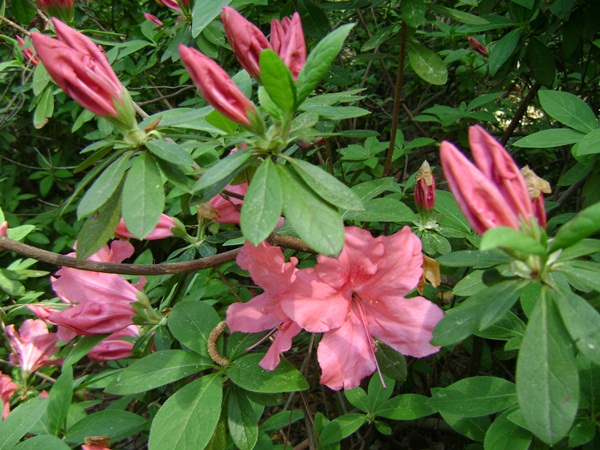 a-DSC03884.JPG