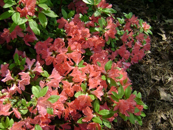 a-DSC03886.JPG