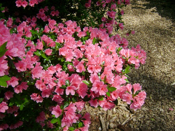 a-DSC03887.JPG