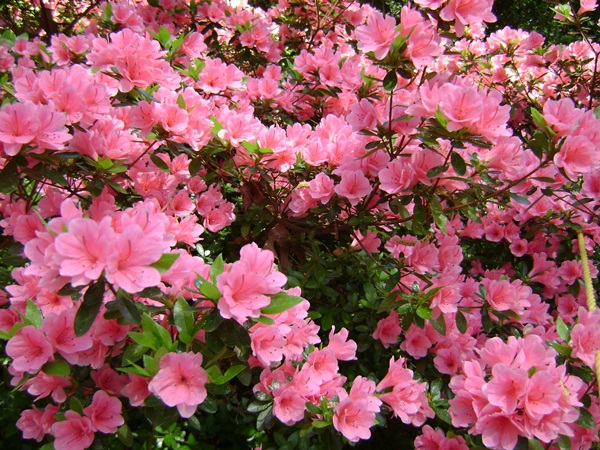 a-DSC03888.JPG
