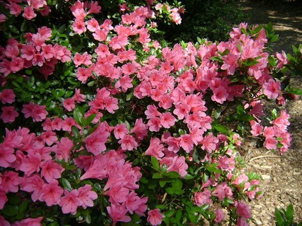 a-DSC03891.JPG