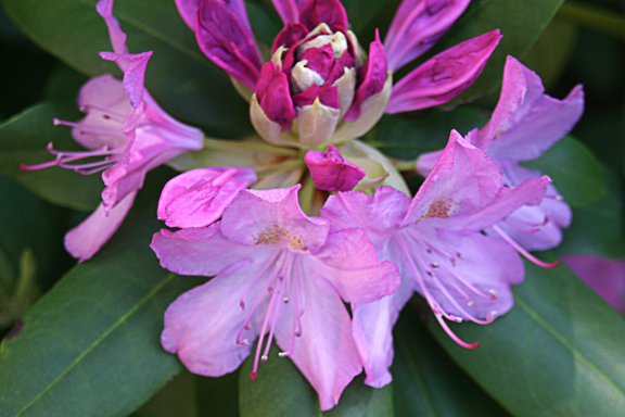 rhodo_1.jpg