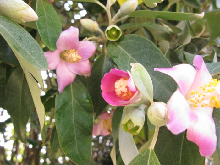 호주2009-3IMG_3749.JPG