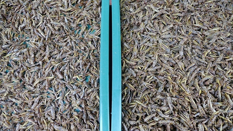 inilchong-20101023-31.JPG