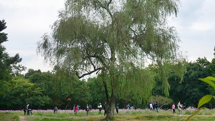 inilchong-20101023-80.JPG