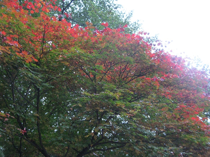 IMG_9447.JPG