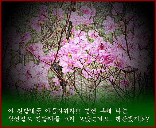 b-azalea-korean.jpg