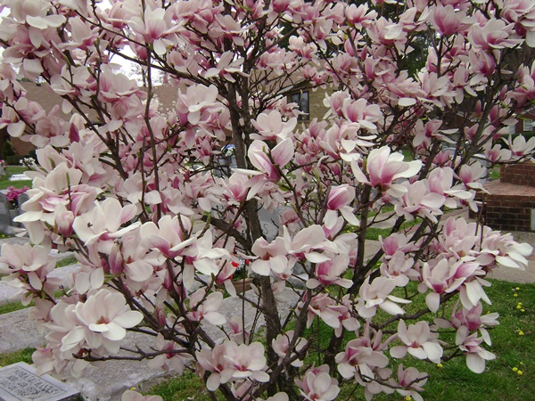 c-DSC03080.JPG