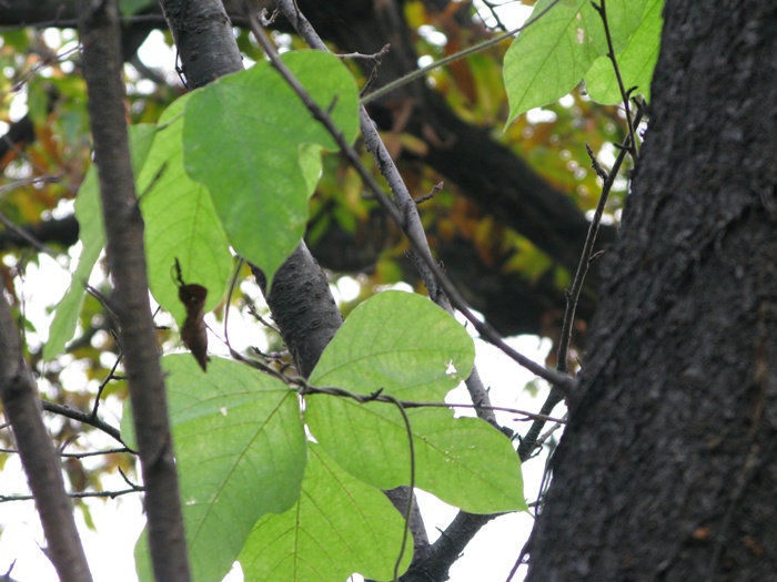IMG_1567.JPG
