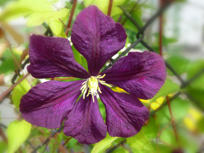 clematis 2.JPG