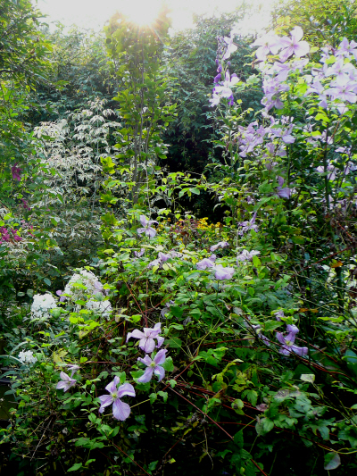 clematis 5.JPG