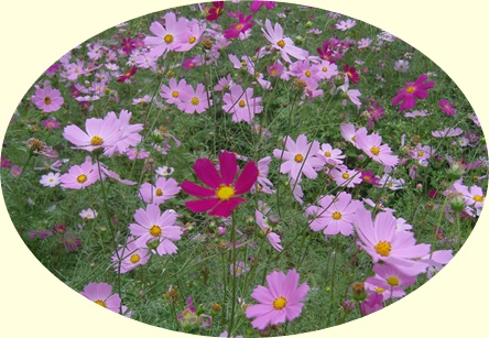 SN200045-crop.JPG