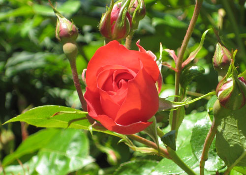 Rose Liza.jpg