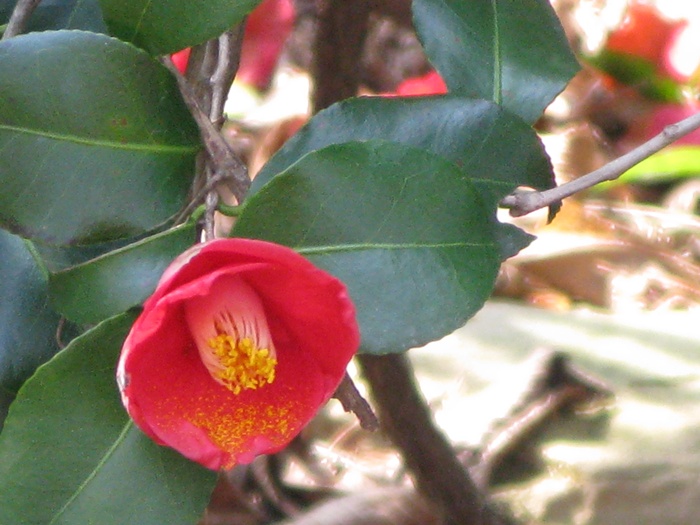 IMG_7346.JPG