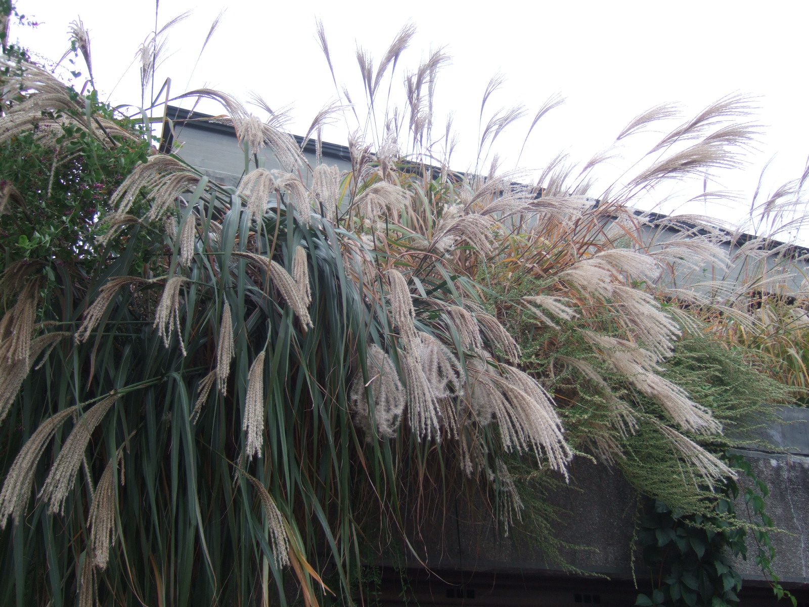 DSCF5689.JPG