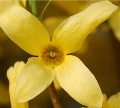 Forsythia-x-intermedia 1-1.jpg
