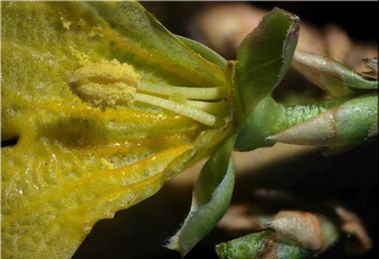 Forsythia-x-intermedia 2.jpg