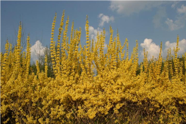 Forsythia-x-intermedia 3.jpg