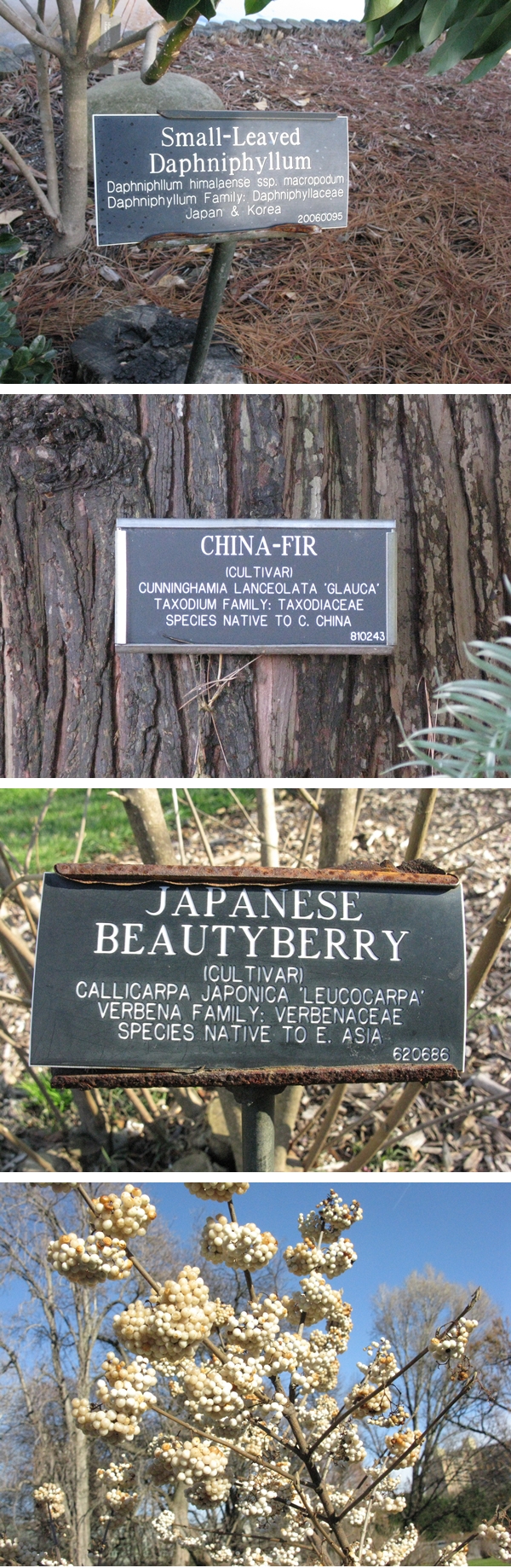 brooklyn botanic garden 8.jpg