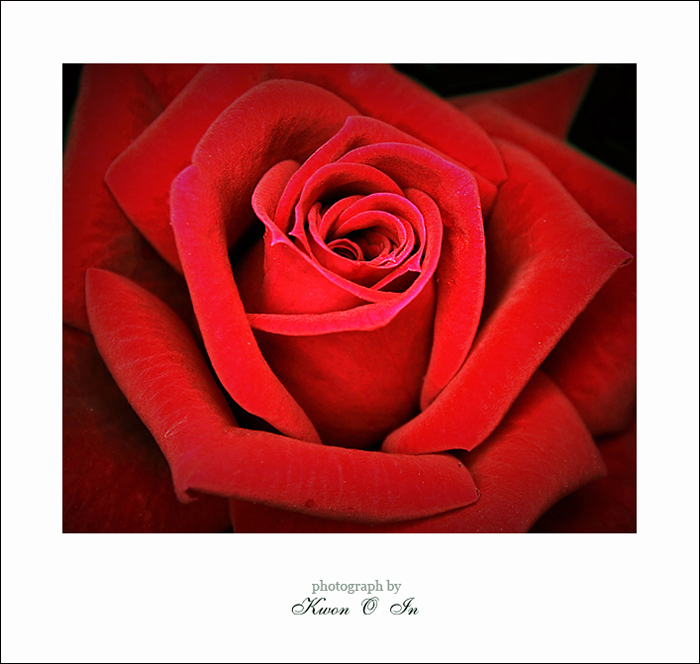 flower2.jpg