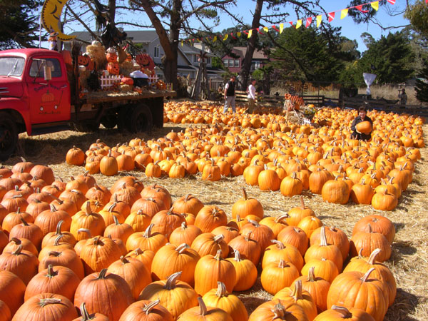 pumpkin farm 001.jpg pumpkin farm 001.jpg