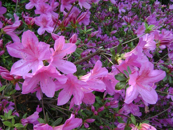 f-DSC03434.JPG