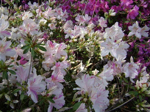 f-DSC03437.JPG