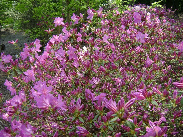 f-DSC03444.JPG
